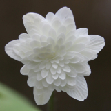 Hepatica henryi weiß gefüllt