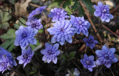 Hepatica nobilis blau gefüllt
