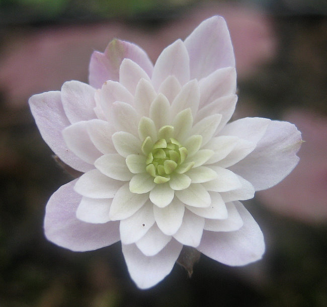 Hepatica henryi rosa gefüllt