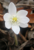 Hepatica yamatutai