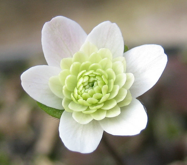 Hepatica henryi weiß gefüllt (im aufblühen)