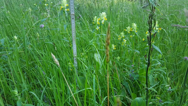 Gras- und Klappertopfhöhe im Klappertopfkessel