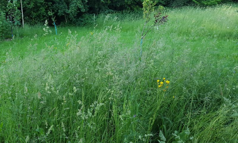 Wiesenstelle vor der Mahd