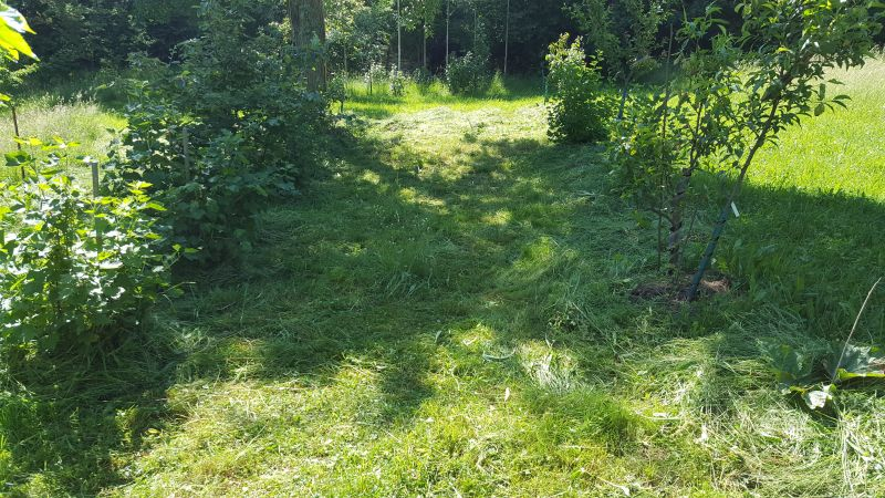 Wiesenstelle nach der Mahd, etwas weiter weg