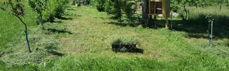 Wiesenstelle aus der entgegengesetzten Richtung nach dem Abräumen