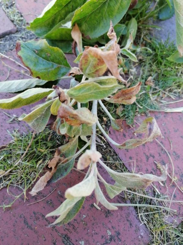 Apfelbaum