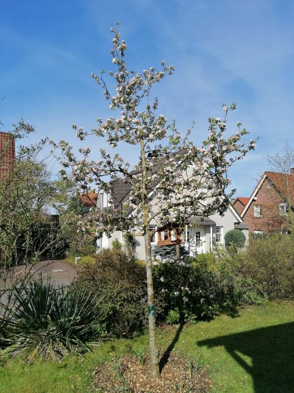 Apfelbaum