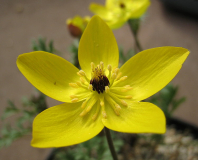 Anemone petiolulosa