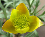Anemone petiolulosa