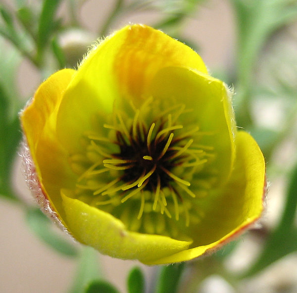 Anemone petiolulosa