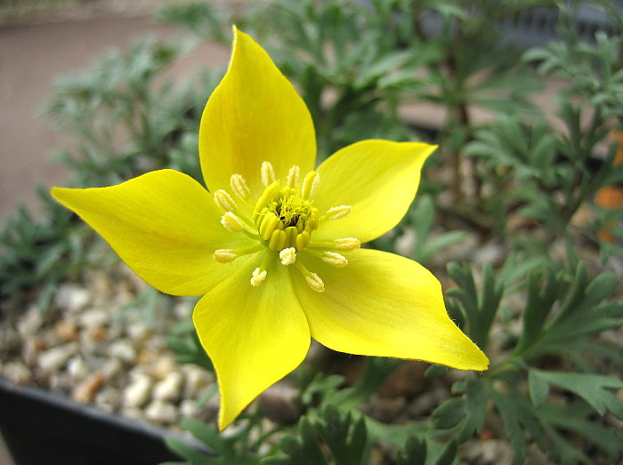 Anemone petiolulosa