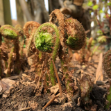 Athyrium filix-femina oder Dryopteris filix-mas?