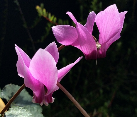 Cyclamen purpurascens und C.hederifolium