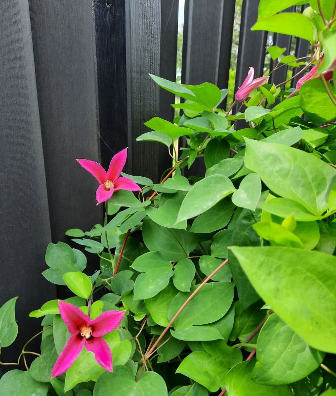 Clematis Lady Diana