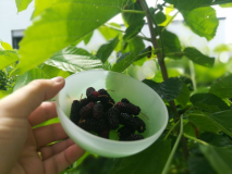 IE - erste Ernte