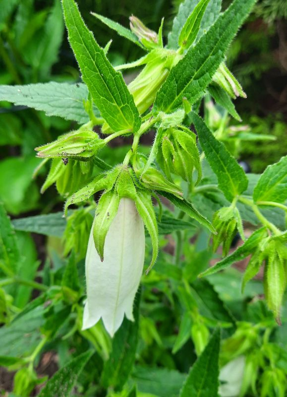 weisse campanula punct