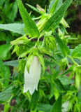 weisse campanula punct