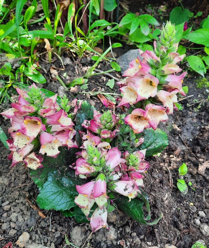 digitalis -welche