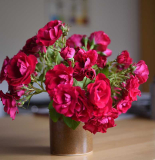 Rosen Senfpott