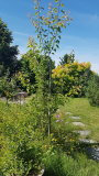 Aprikose aus Kern