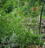 Übersicht zur Castilleja miniata