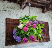 Hängehortensia in Kochel am See