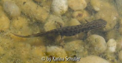 Teichmolch