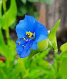 Commelina