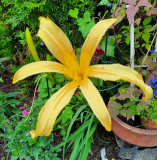 Hemerocallis Kindly Light