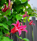 Clematis Lady Diana