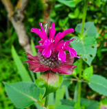 Monarda in pink