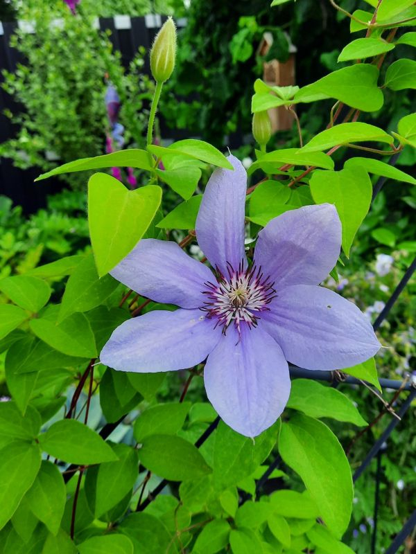 Dänische clematis