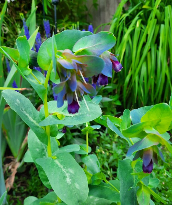 Cerinthe major