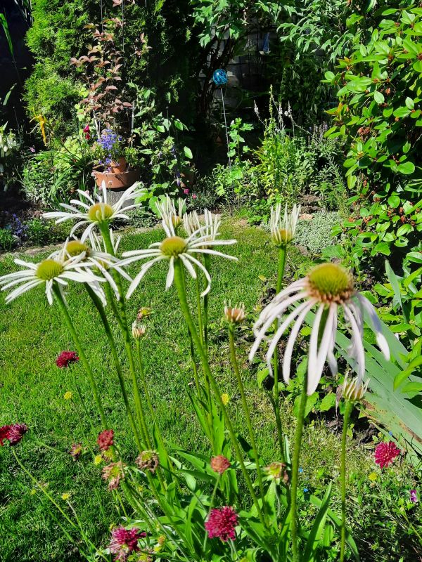 Echinacea pallida