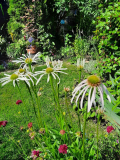 Echinacea pallida
