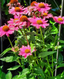 Echinacea