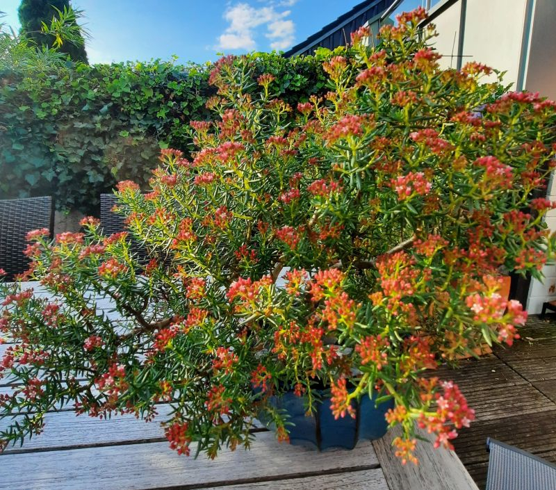 Bonsai