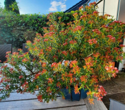 Bonsai