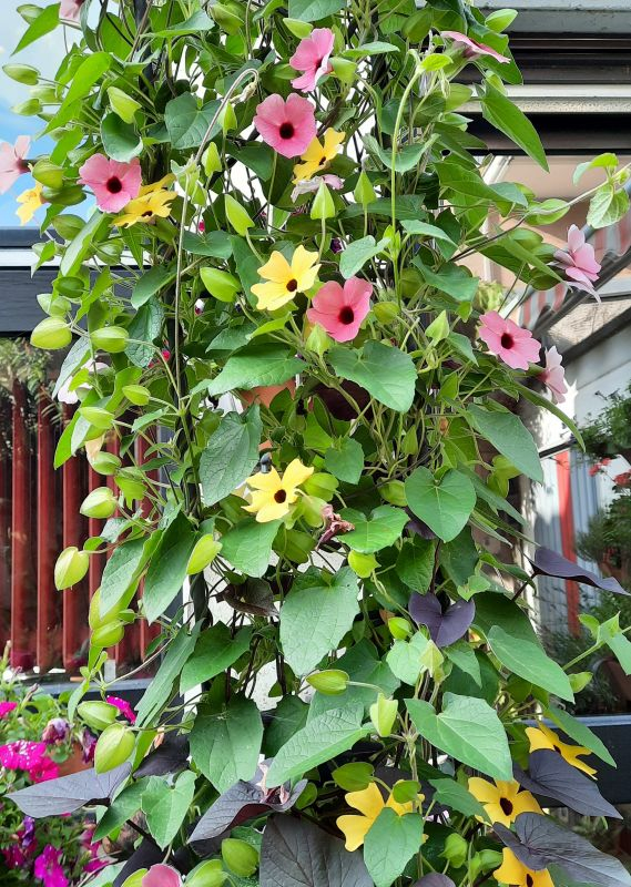Thunbergia detail