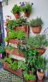 Kraeutergarten im Juli