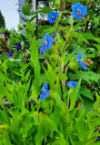 Commelina 2