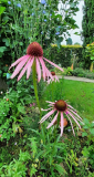 Echinacea und Wegwarte