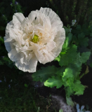 Papaver Applegreen
