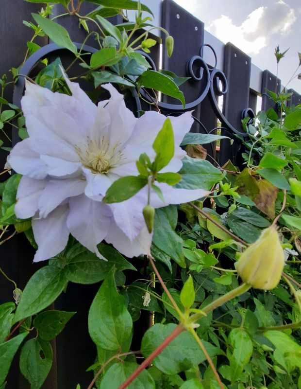 Clematis