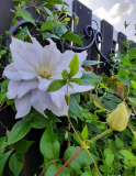 Clematis