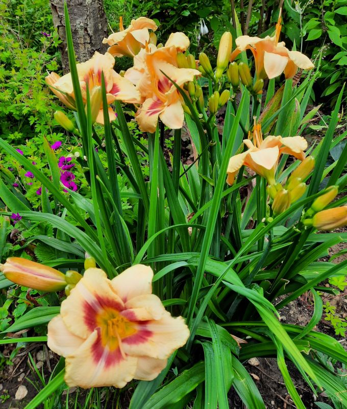 Hemerocallis nach der Flut