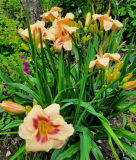 Hemerocallis nach der Flut