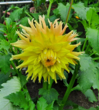 Cactus Dahlie gelb