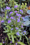 Blau - unbekann