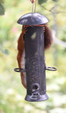 01 Hörnchen